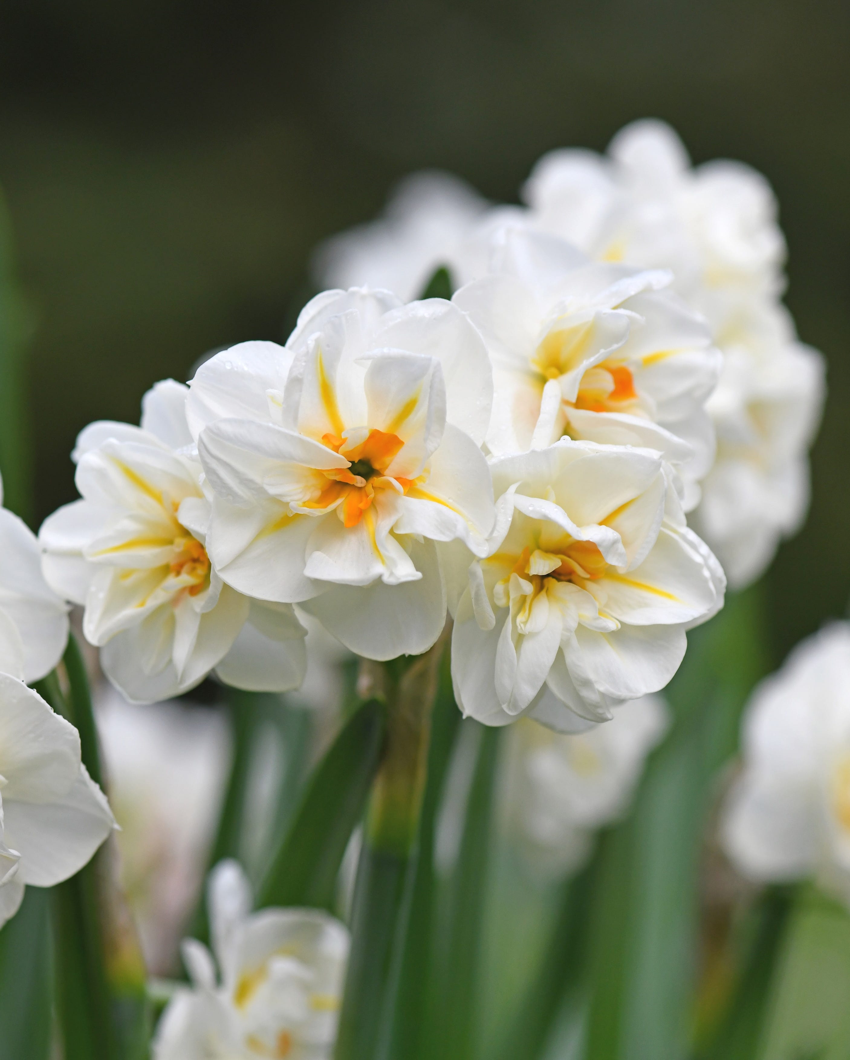 paperwhites growing outside in bloom