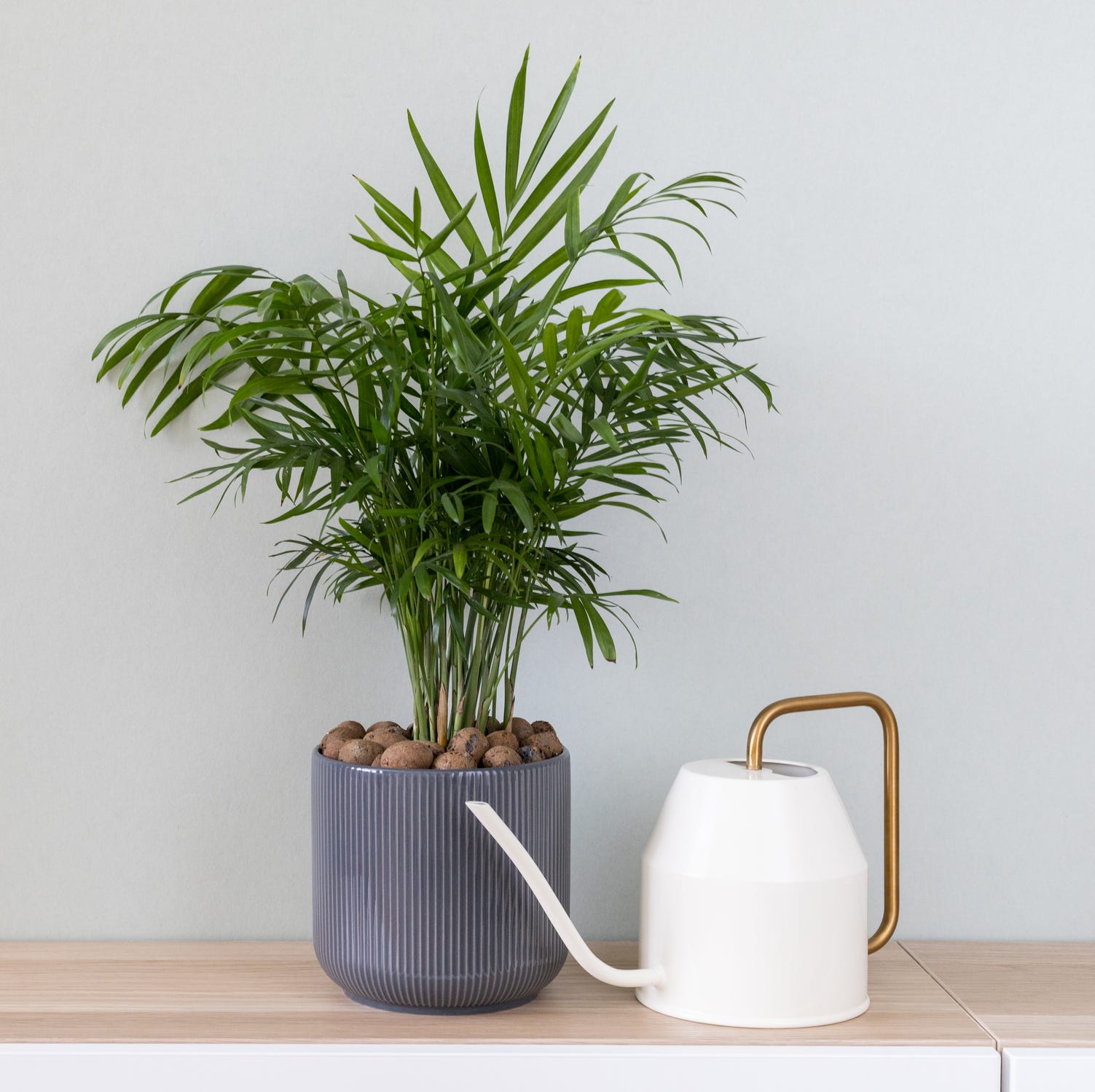 best plants for bedroom parlor palm