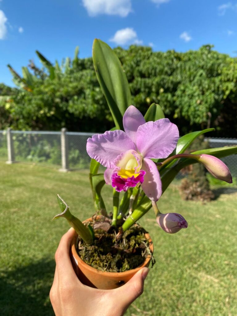One of my first reblooms! Cattleya Atuhime ‘rara’