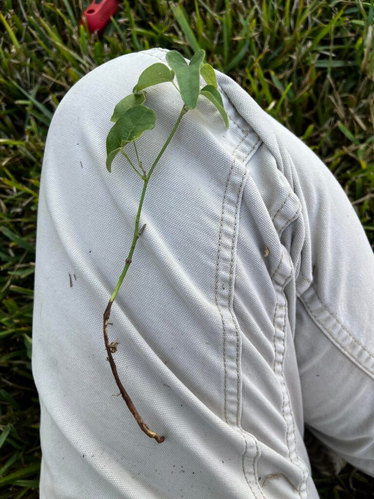 Is this a weed or…?