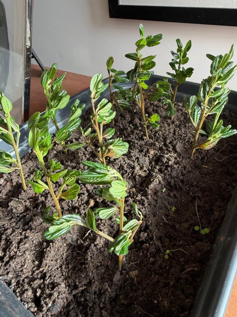 Trewithen Blue (Ceanothus) Trewithen Blue (Ceanothus)