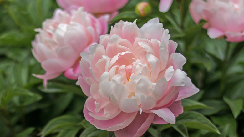 Pale pink peony in bloom.