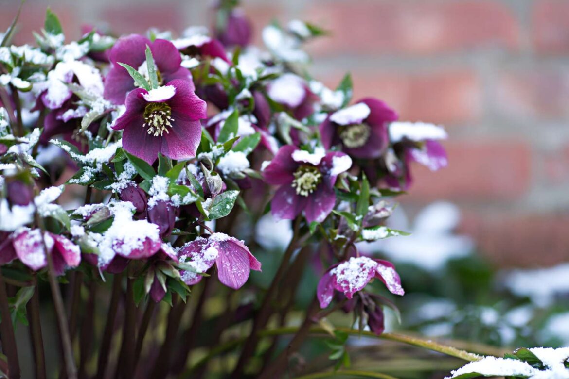 5 Perennials That Can Survive a Frost and Still Bloom Beautifully in Winter 5 Perennials That Can Survive a Frost and Still Bloom Beautifully in Winter