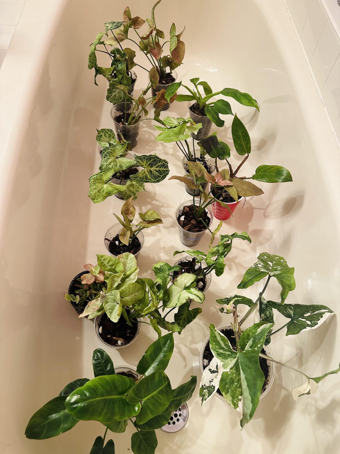 I said I’m getting 1 plant