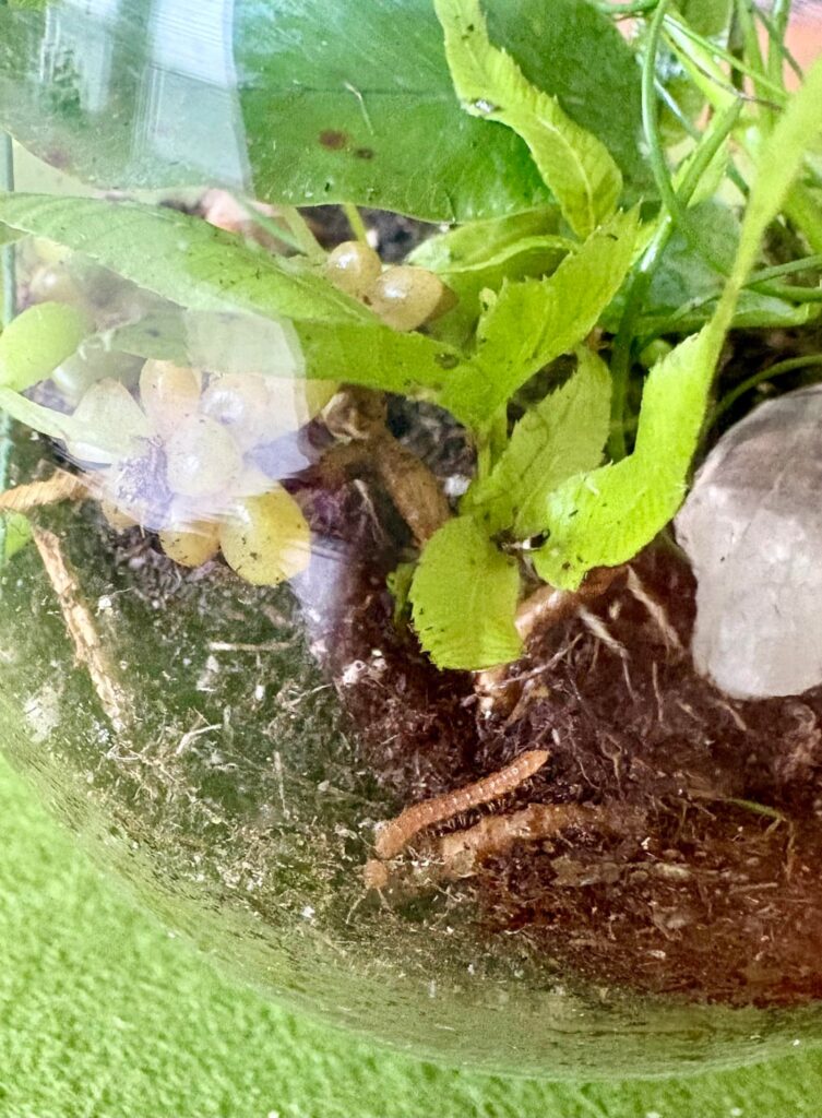 This wormy dude ok or should I remove?