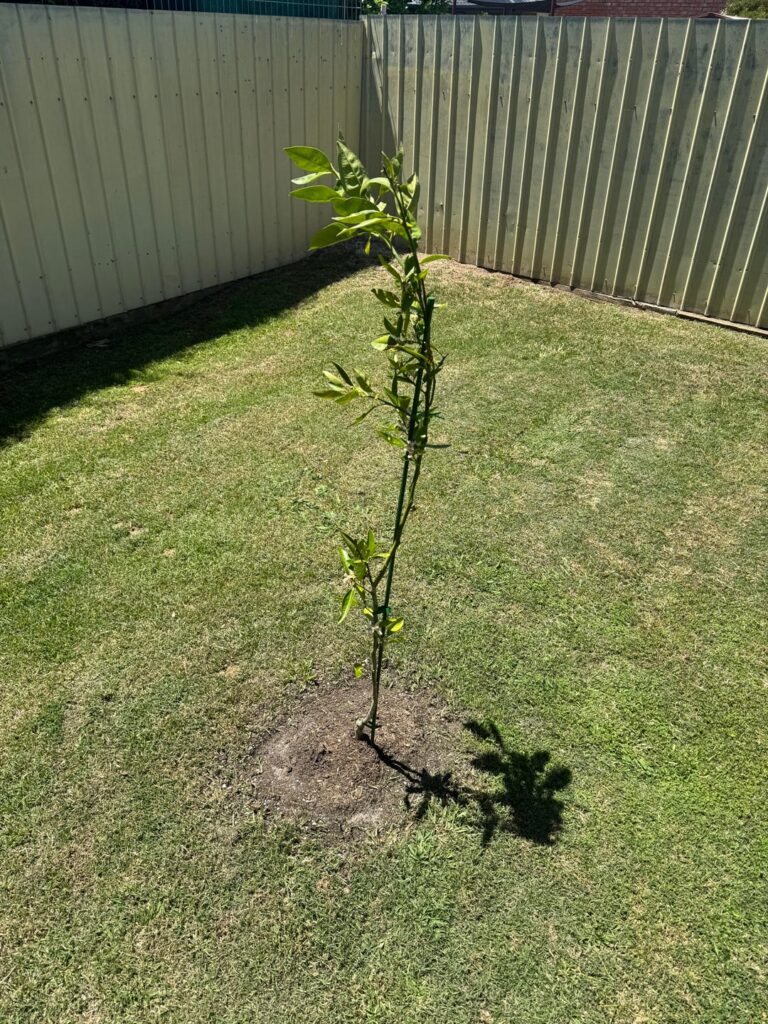 Is this grafted Valencia orange tree okay?