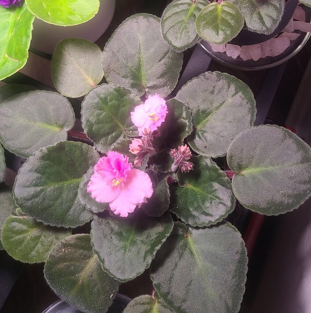 grocery store NoID progress