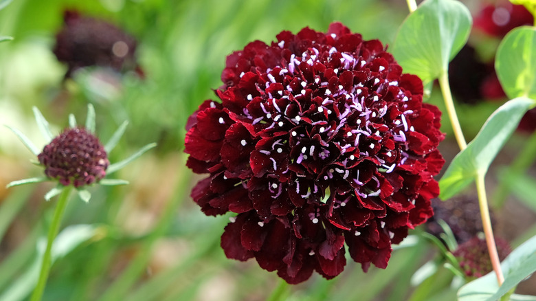 burgundy pincushion flower