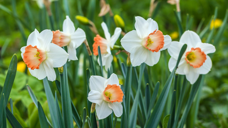 'Pink Charm' daffodils blooming in garden.