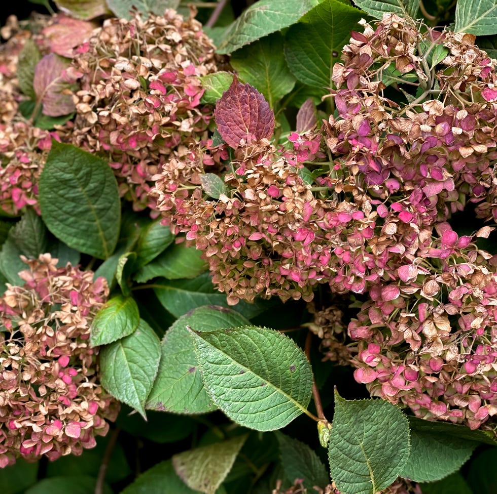 Mistakes that gardeners make in November hydrangea bush in the autumn