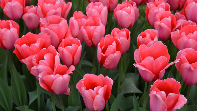 'Pink Impression' tulips in bloom