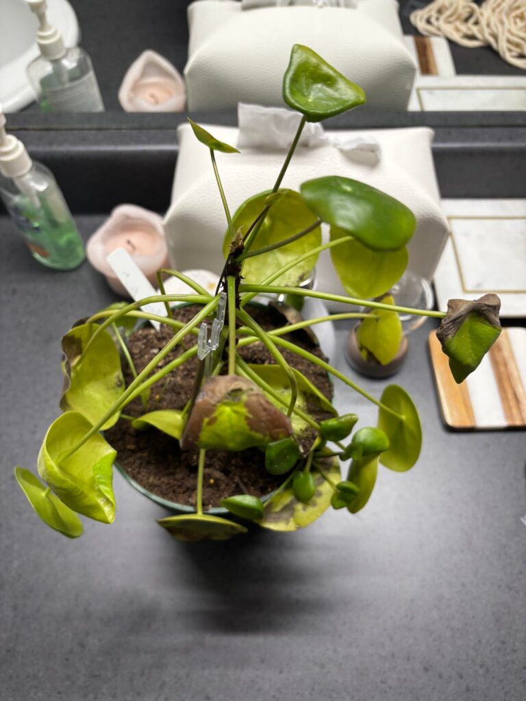 I thought my pilea would be happy in the bathroom, but