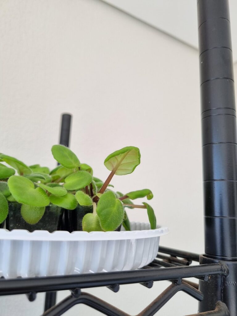 Why do leaves curl like that?