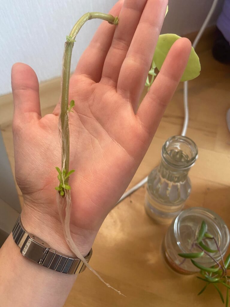 When should i pot theese in soil?