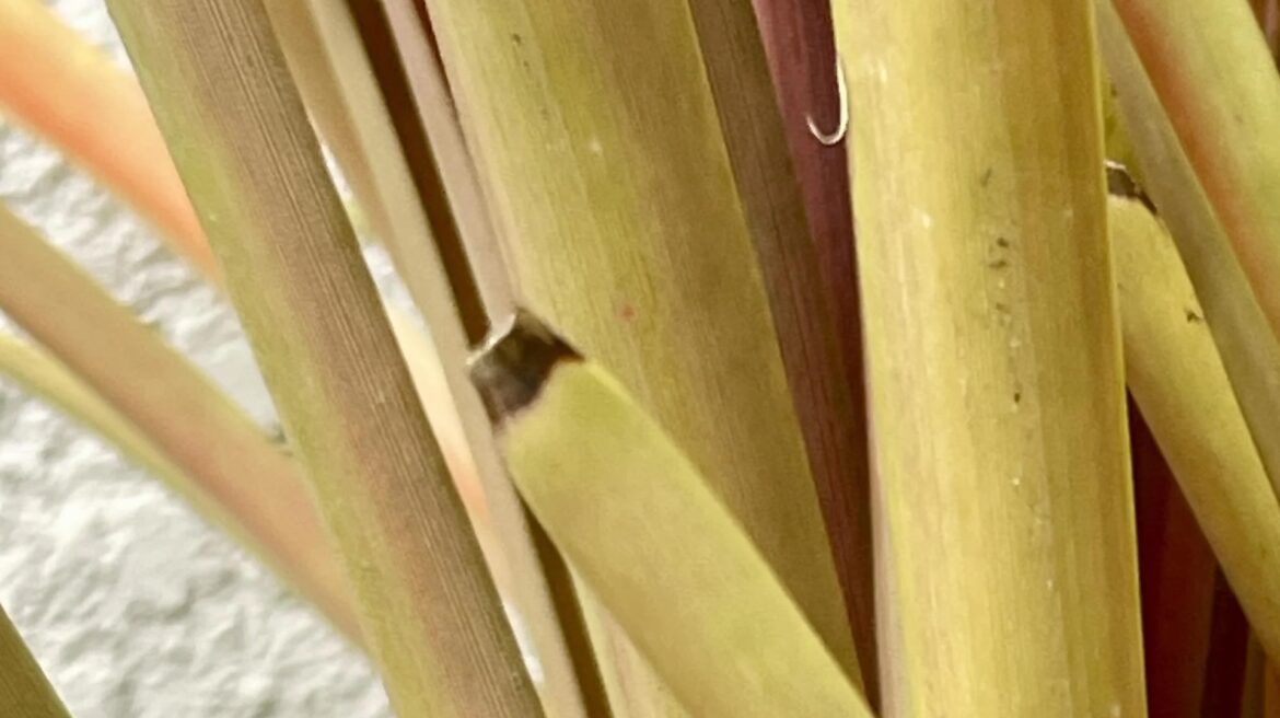 One Redditor shared a photo of a gray tree frog trying to blend in with their dracaena plant.