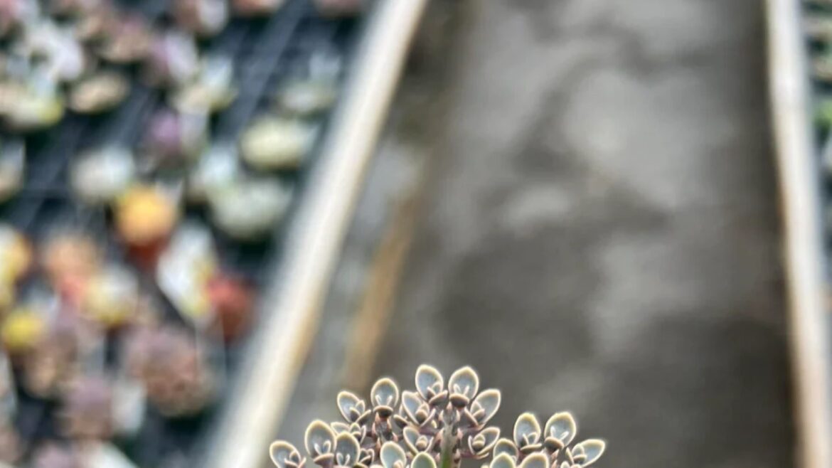 One gardener sparked a discussion about a wild-looking variant of the succulent known as the "mother of thousands."