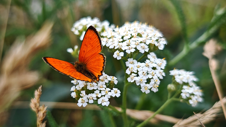 A small orange butterfly pollinates a white yarrow blossom.