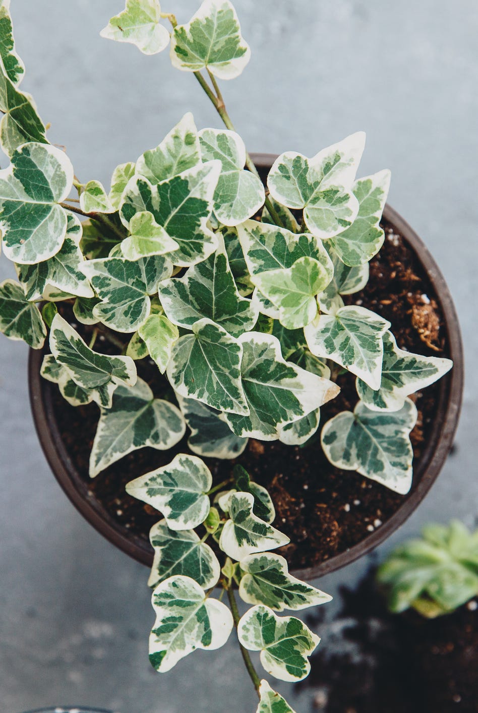 plant pots and a watering can