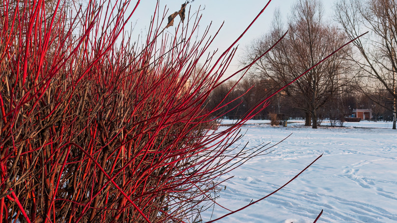 Bare dogwood branches brighten a snowy landscape.