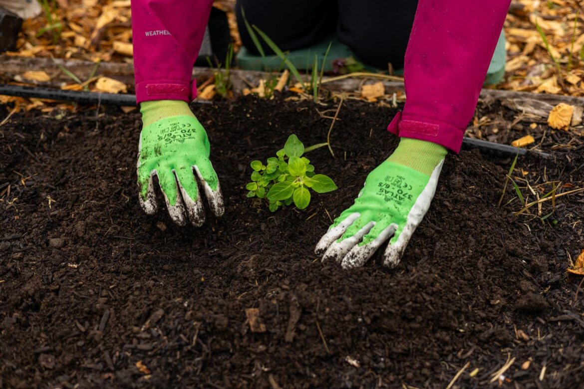 A gardener in green gloves smooths soil around a small herb seedling.