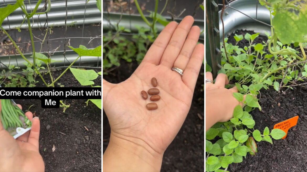 ‘This will help promote their growth’ One gardener on TikTok is showing how to make the most of small garden spaces while giving your plants a nutrient boost.