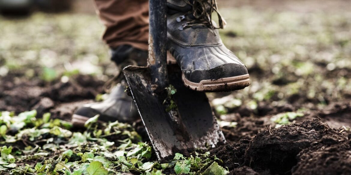 I'm A Gardening Editor – Here's How To Plant Bare-Root Hedges