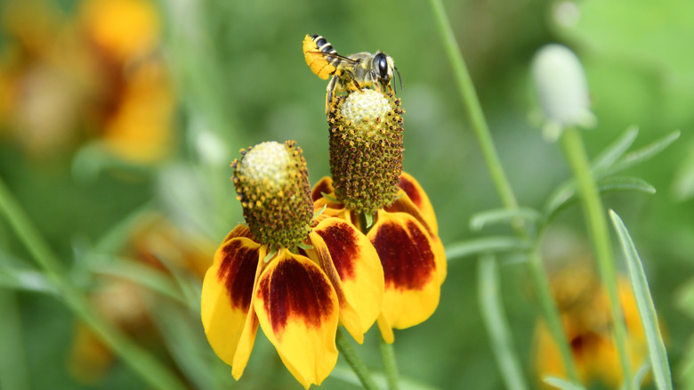 Close up of a Mexican hat flower with a bee on it