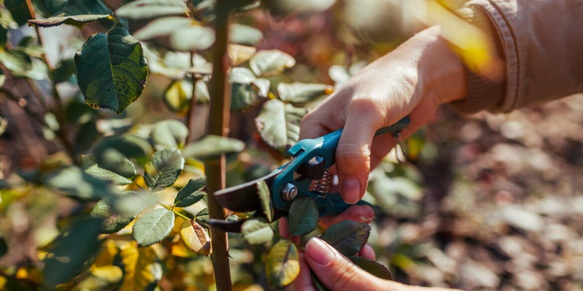 5 Plants To Prune In November Before It's Too Late
