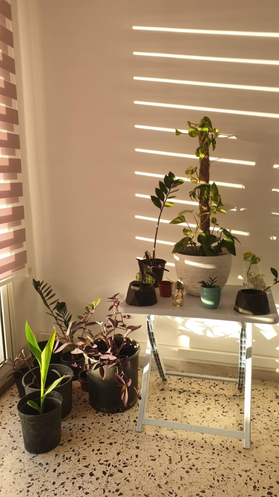 My lil secret garden