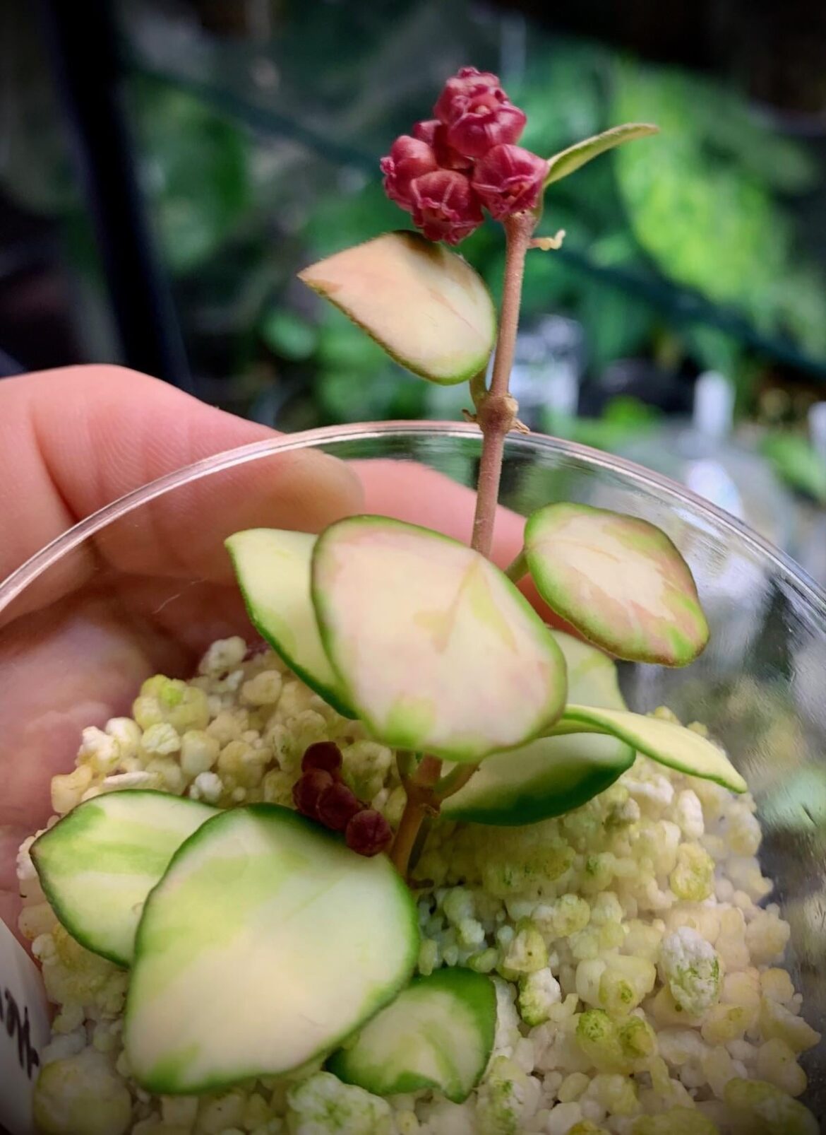 First ever hoya bloom - Heuschkeliana Var