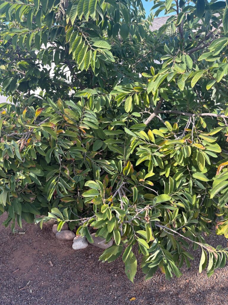 What is this fruit tree I have?