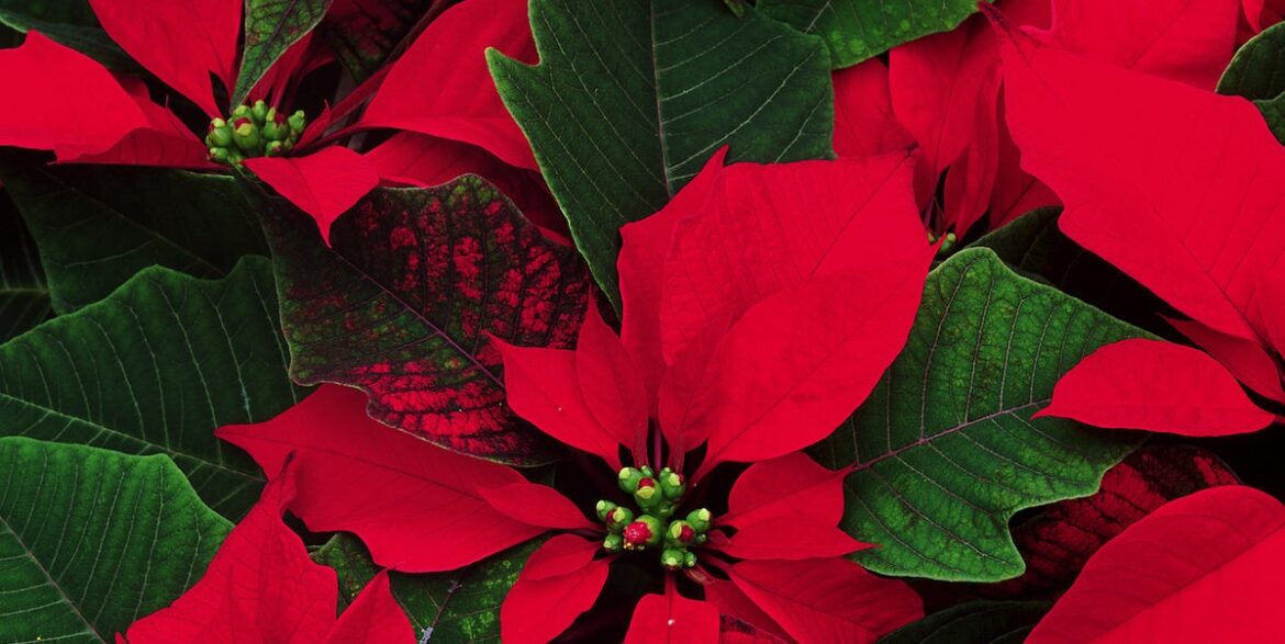 Poinsettia Care Tips For Winter – How to Keep The Plant Alive All Season Poinsettia Care Tips For Winter – How to Keep The Plant Alive All Season