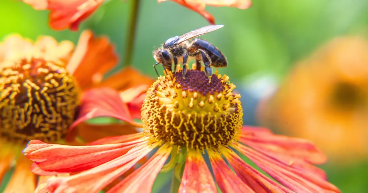 pollinator-friendly winter garden