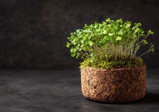Why do gardeners use cork in flowerpots? It's a simple and natural way to protect plants