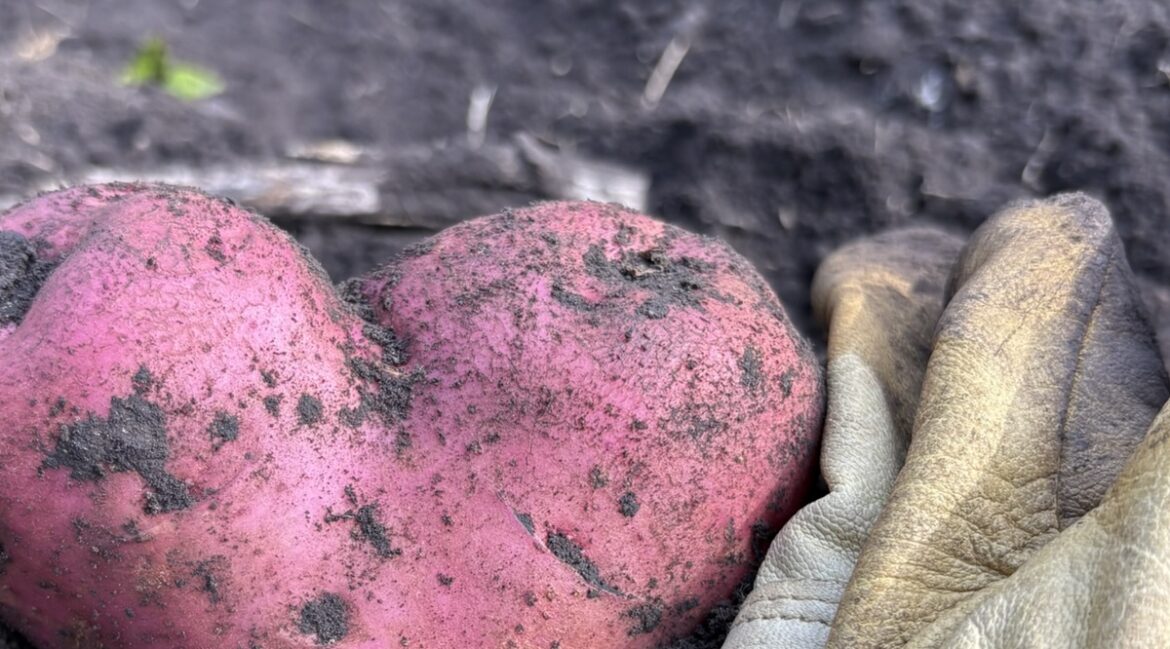 Dakota Gardener: A Thankful Gardener Dakota Gardener: A Thankful Gardener