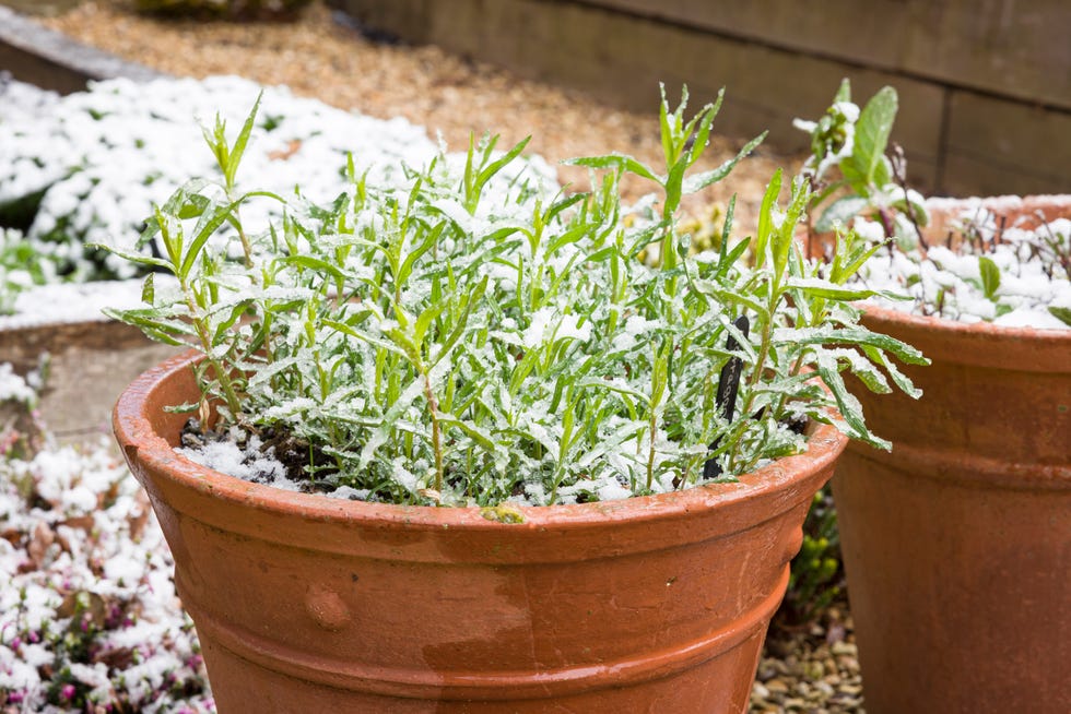 french tarragon (artemisia dracunculus) herb plant in a terracotta plant in late winter or early spring, covered in snow in a uk garden