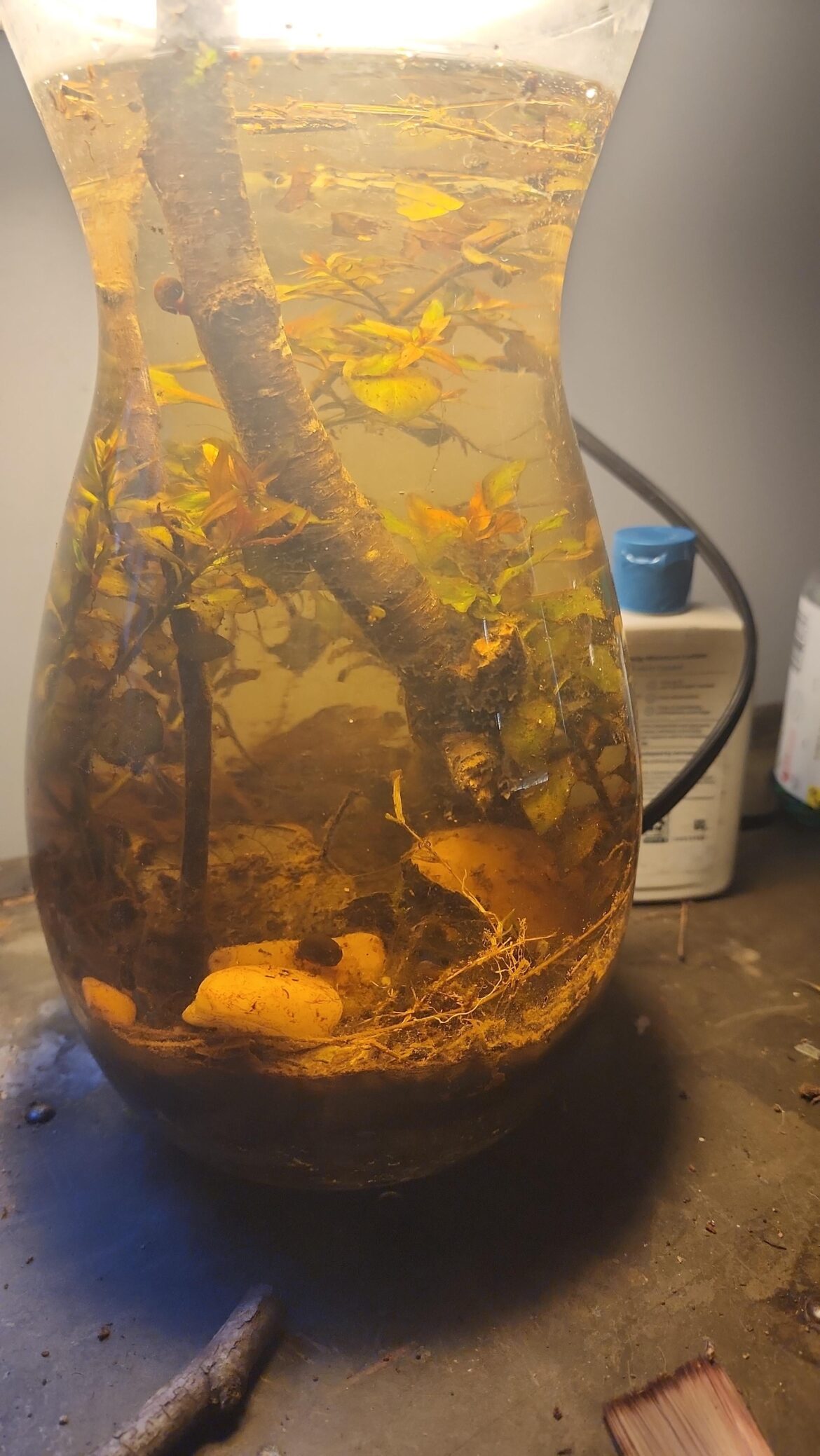 What should I do if I want to add some shrimp