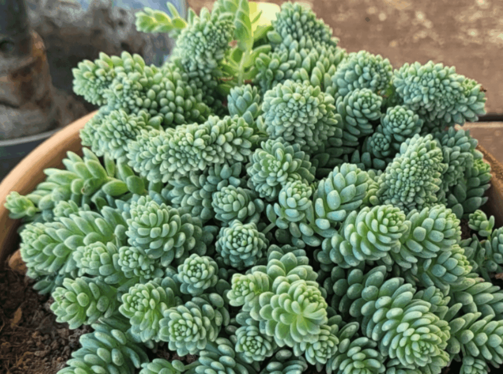 Crested Blue Sedum