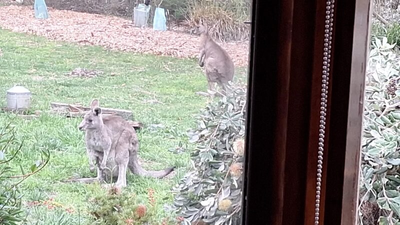 One Reddit user shared how their garden got wild after letting their yard grow naturally, with photos of kangaroos included.