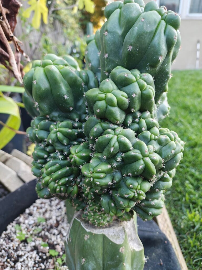Crazy mutant graft