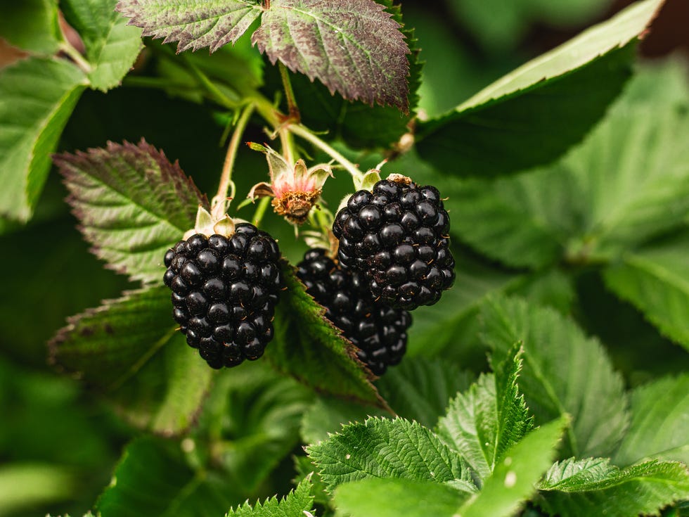 organic fresh blackberry in the bush. nature. healthy food