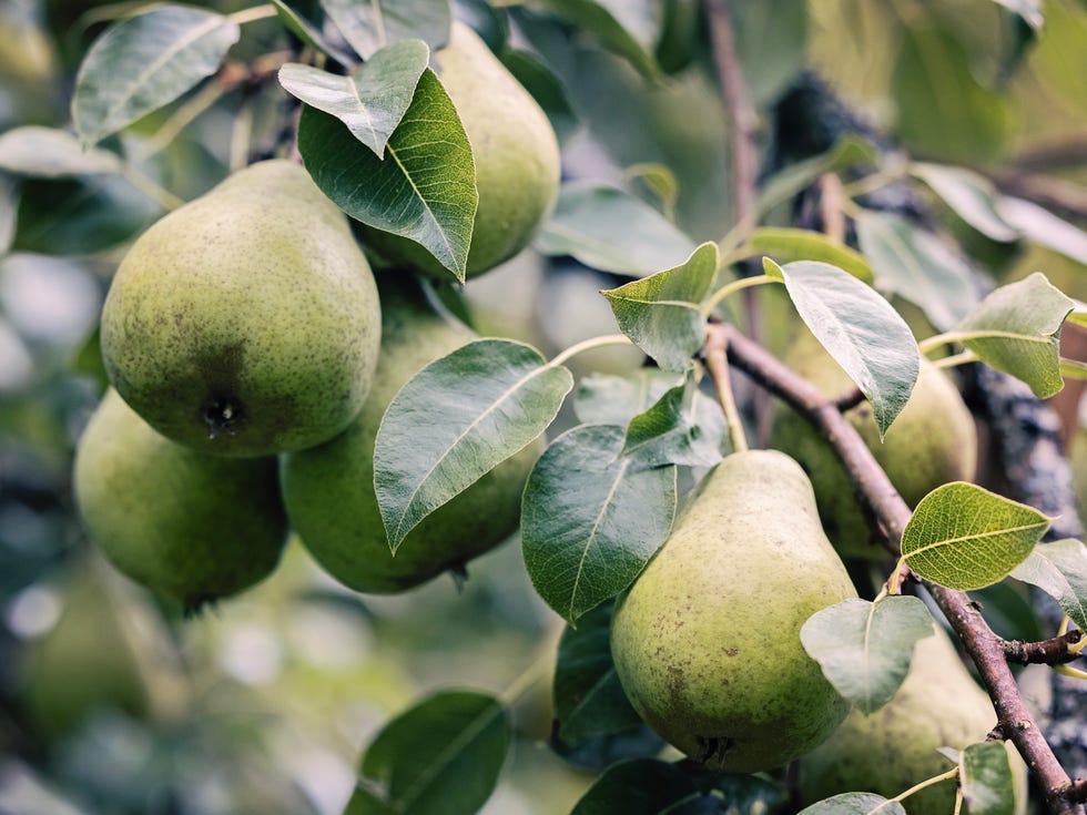 pear tree in garden