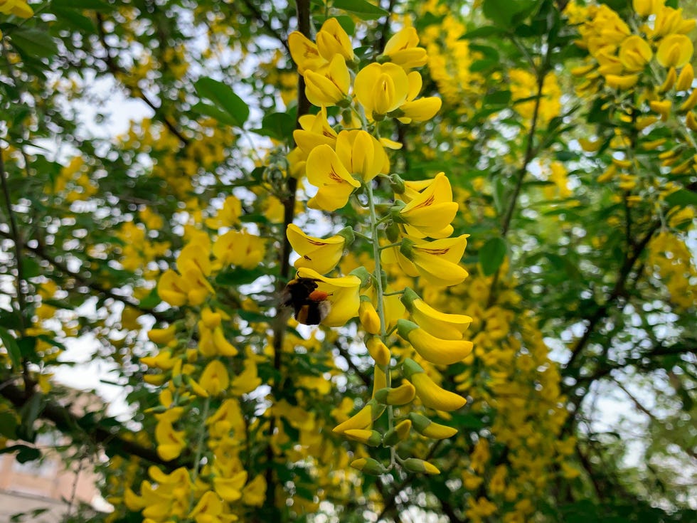 bee collecting pollen from yellow flowers of golden rain tree, also known as laburnum and bean tree.