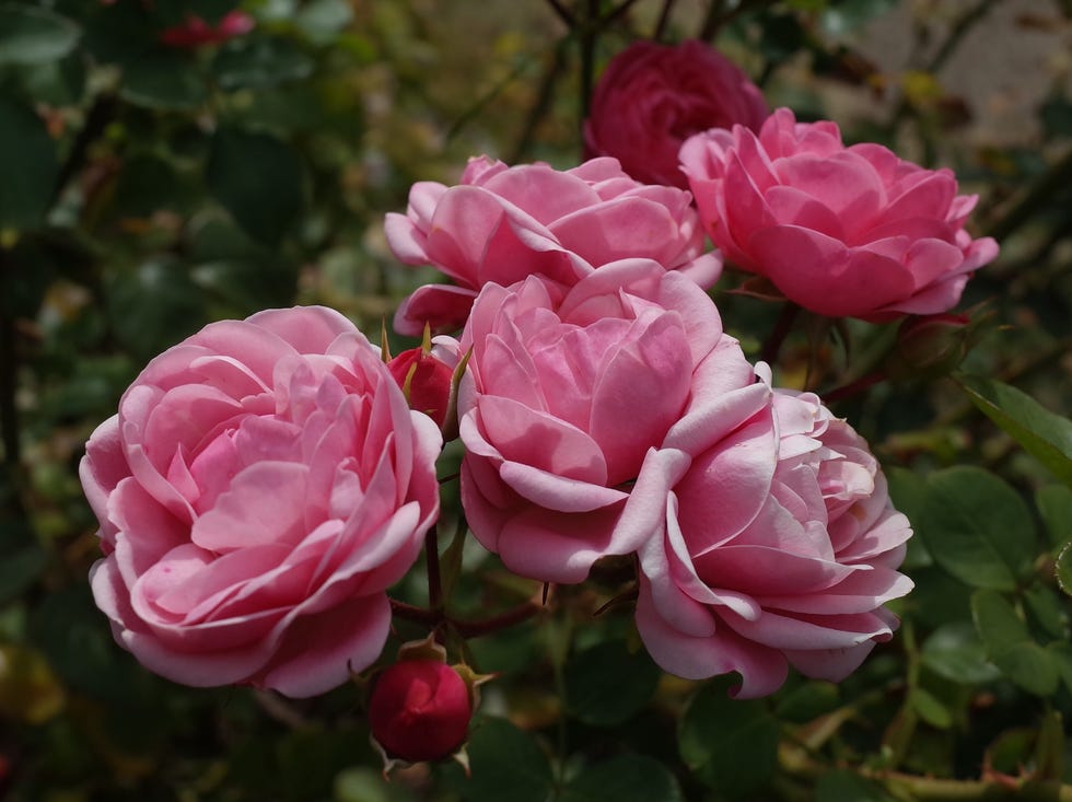 pink roses