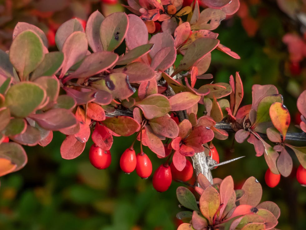 close up of orange and red leaves and red fruits of low growing, deciduous shrub of japanese barberry (berberis thunbergii) 'green carpet' in autumn