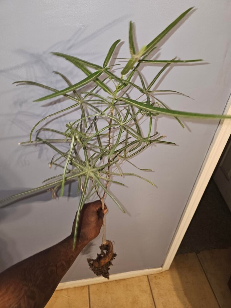 Australian Bottle Tree