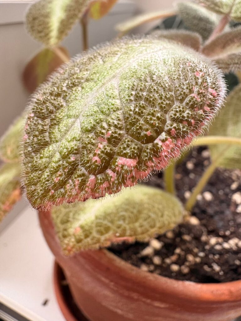 First Time Episcia Owner - Am I Doing Something Wrong?