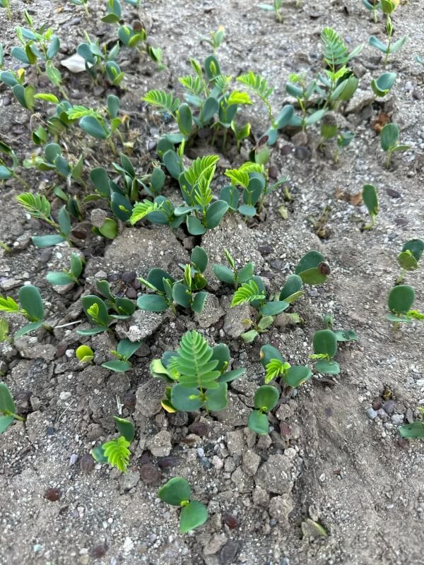 An Arizona Redditor encountered a troublesome plant recently and issued a warning to the community about goatheads.