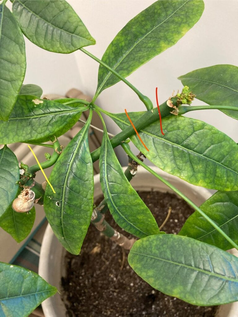 Prop options (proptions?) for umbrella tree