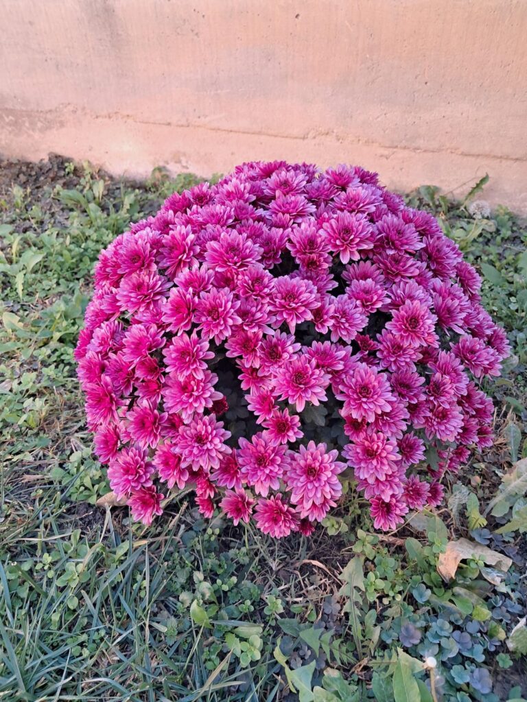 My chrysanthemum